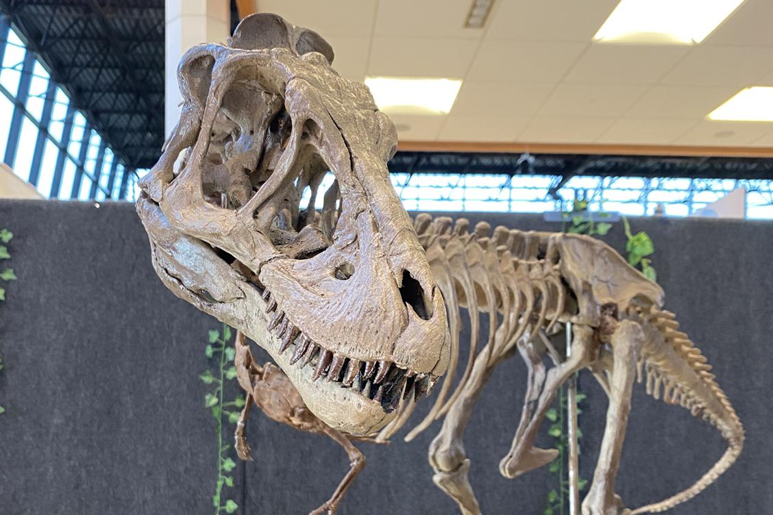 An image from Dinosaurs Among Us Exhibit 