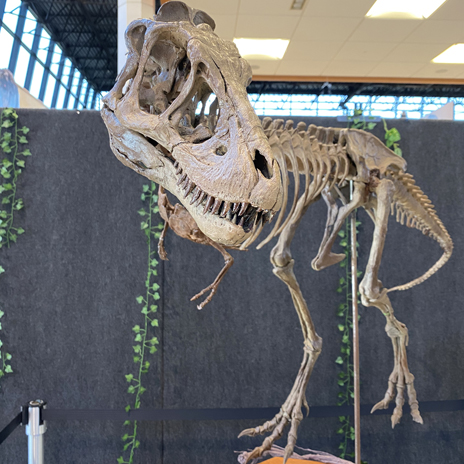 An image from Dinosaurs Among Us Exhibit 